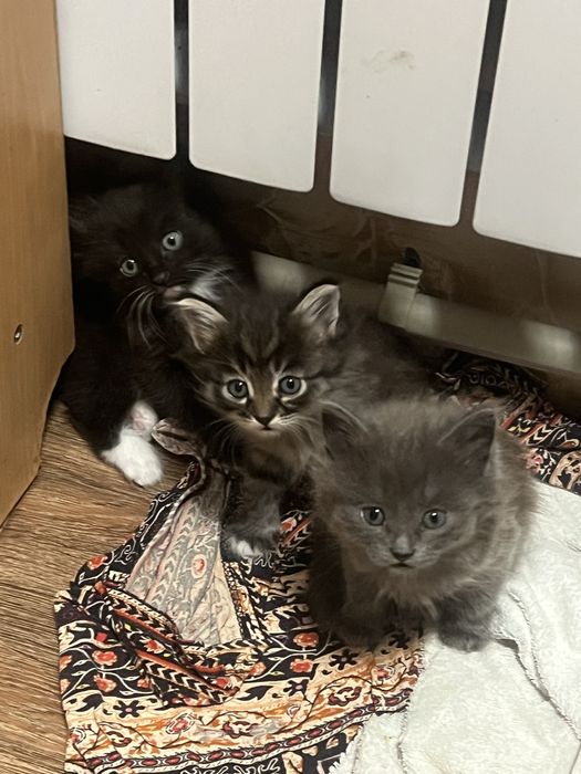 Отдам котят в добрые руки!!
