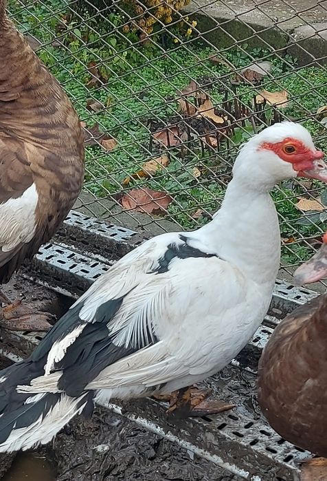 Vând rate mute si motate romanesti