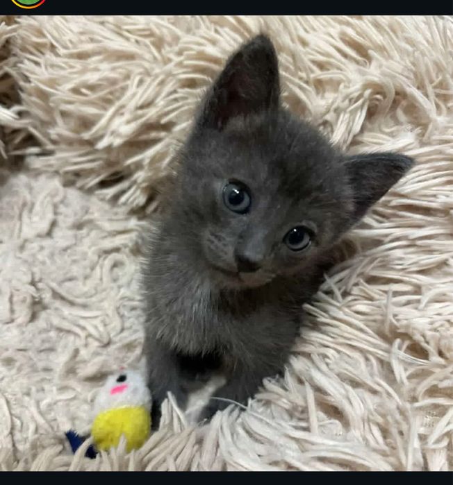 Котенок мальчие около 2 месяцев