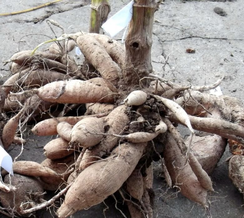 Продам клубни георгин, очень красивые