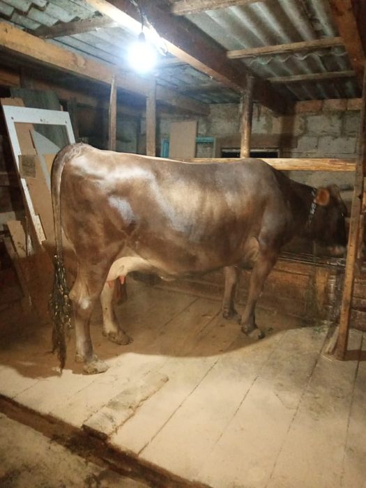 Продам молочную дойную карову