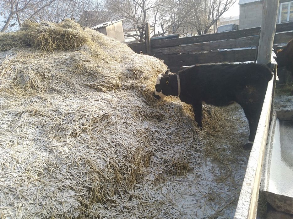 Продаю теленка подсосный