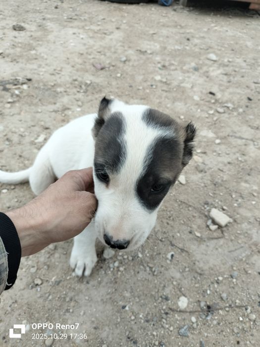 Щенок сука алабай