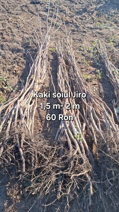 Plante exotice, kaki, kiwi, curmal, maslin, lamai, portocal, rodiu