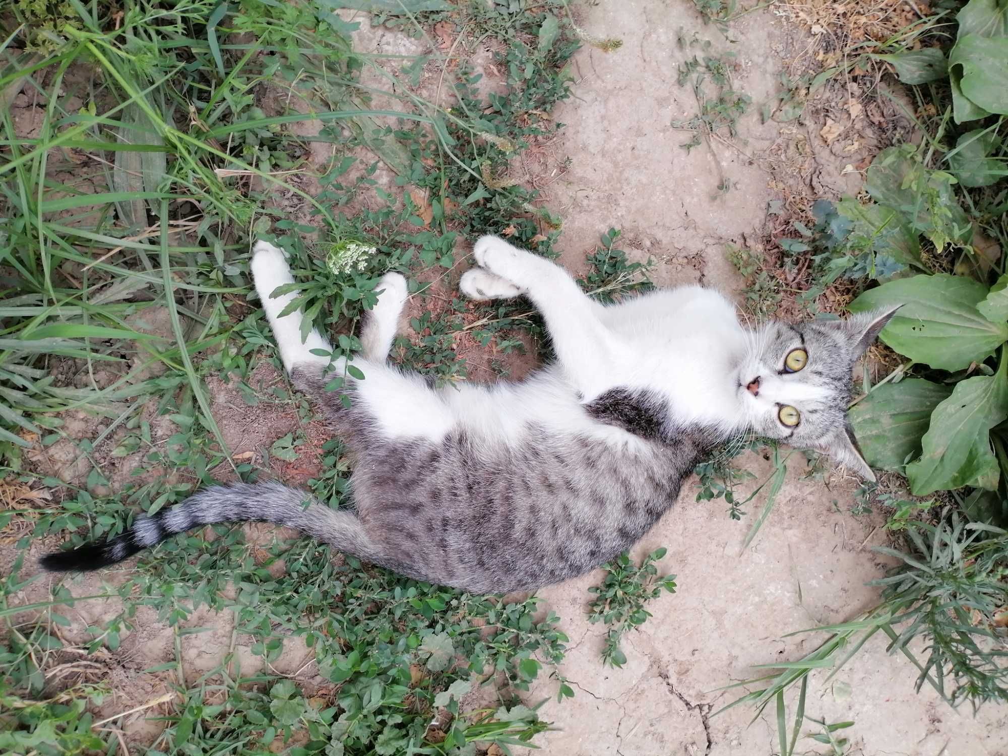 Продаётся котёнок