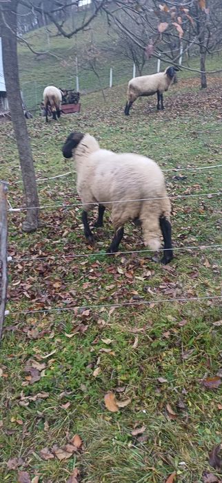 Oi de rasă de vânzare