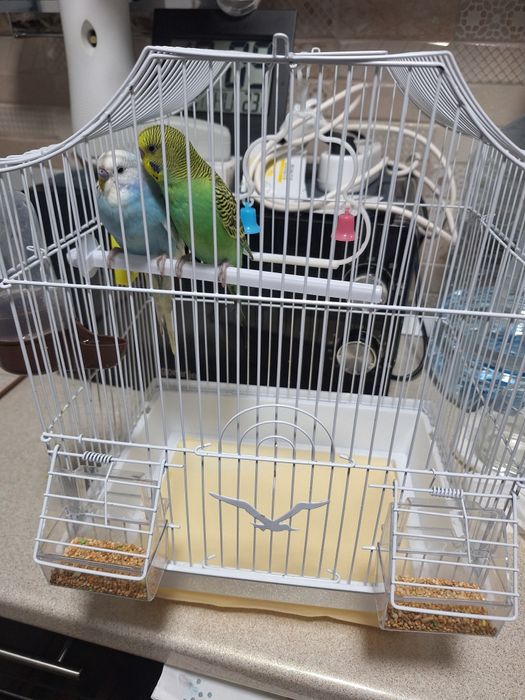 Doi perusi in vârstă de aproximativ 4 luni