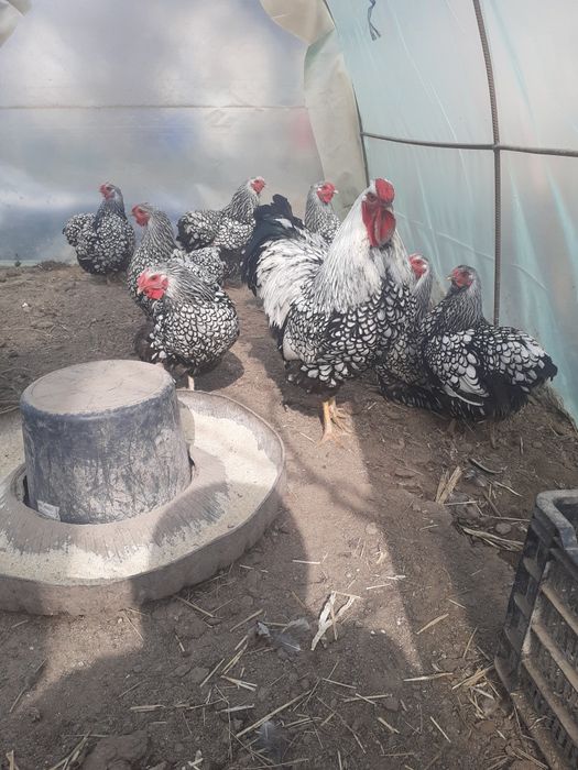 Gaini wyandotte de vanzare