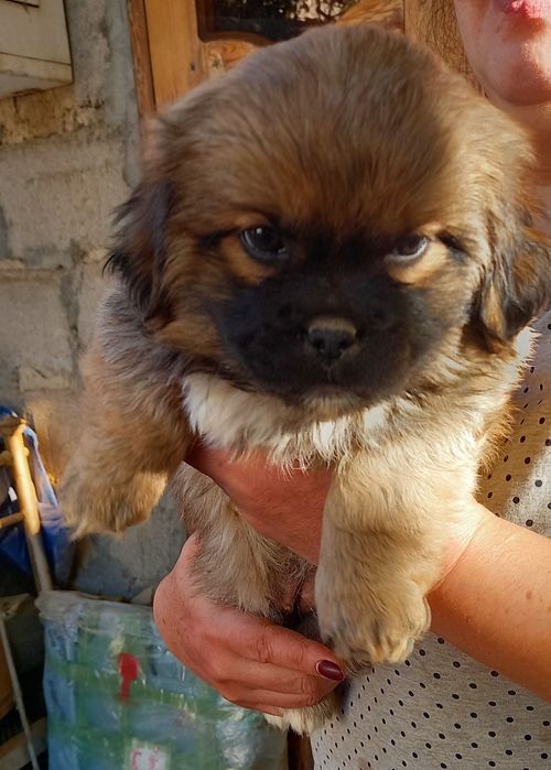 Продаю щенят в хорошие руки