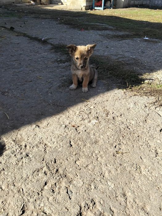 Donez cățeluși  iubitori și foarte jucăuși