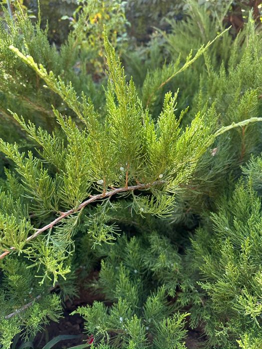 Можевельник продам.