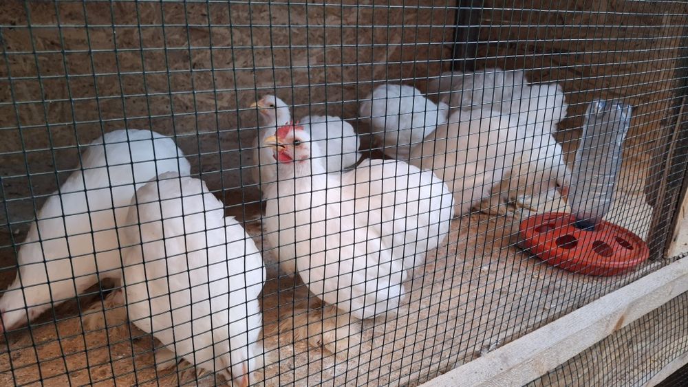 Vând ouă de incubat cochinchina pitic