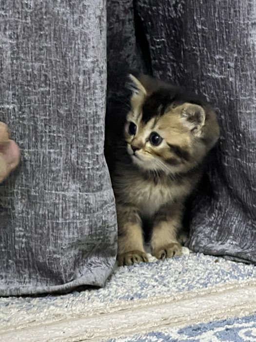КОШКИ МУШУК британская шиншилла