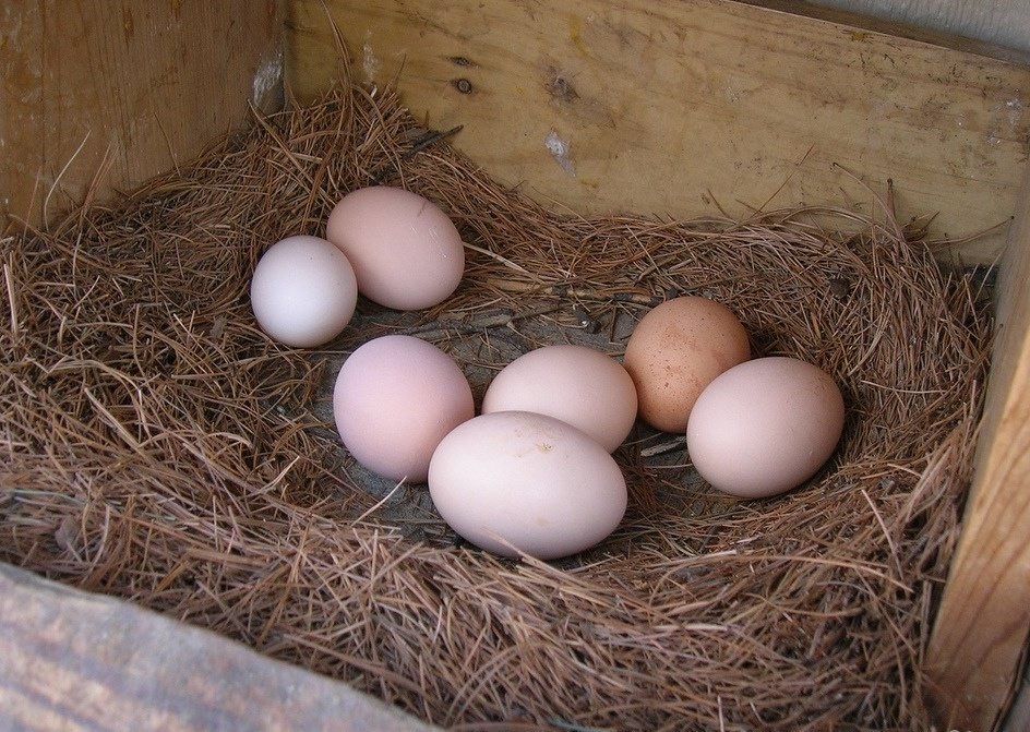 Яйца куриные на лечение 1 яйцо 250 тенге