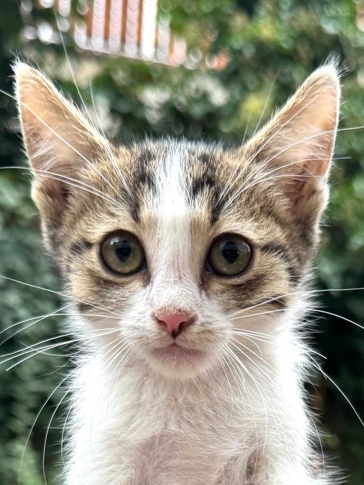 Подарявам коте на три месеца