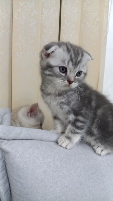 Продаются милые котята 1.5 месячные