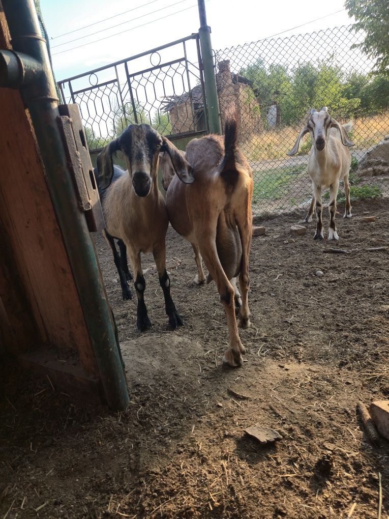 Млади млечни кози
