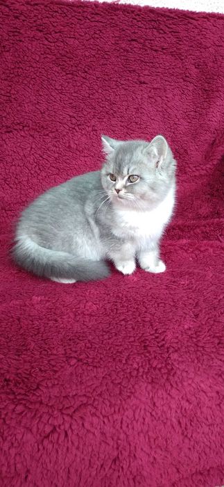 Pisicuta british shorthair