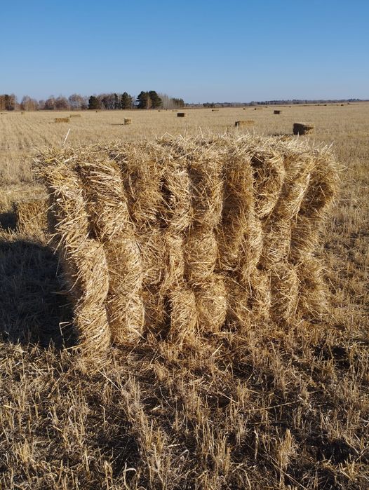Продам солому в маленьких тюках