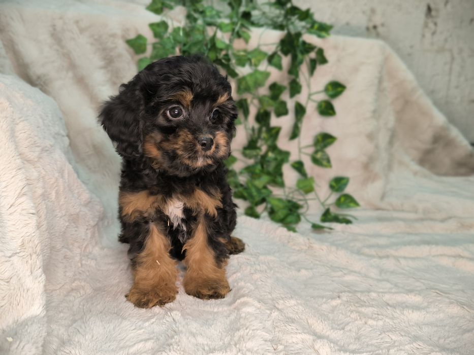 Vand fetita Cavapoo black and tan F1.