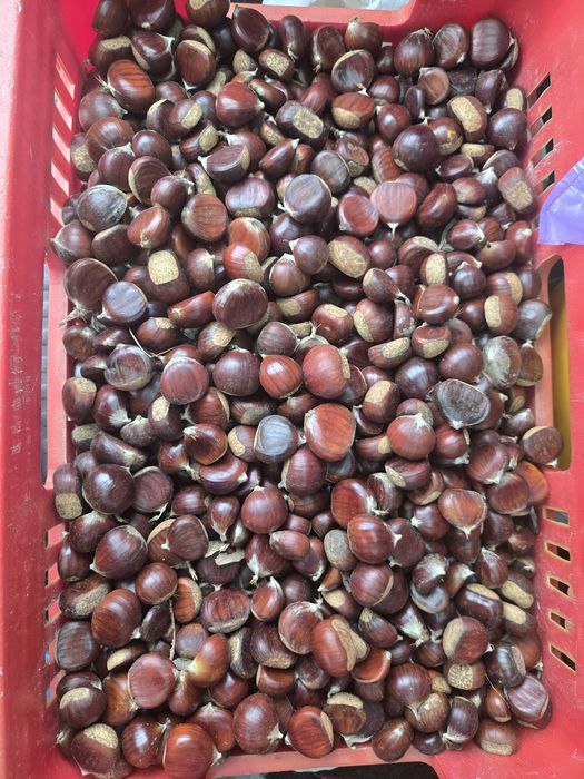 Castane proaspete 15 lei kg