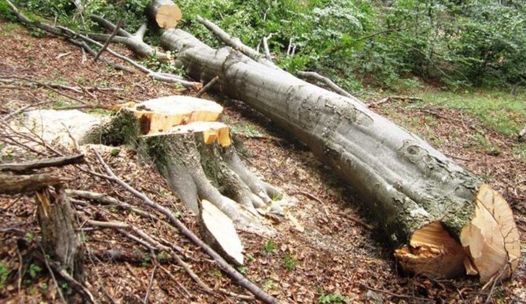 ПОДАРЯВАМ дърва, дървен материал, дървесина, дървета за сеч