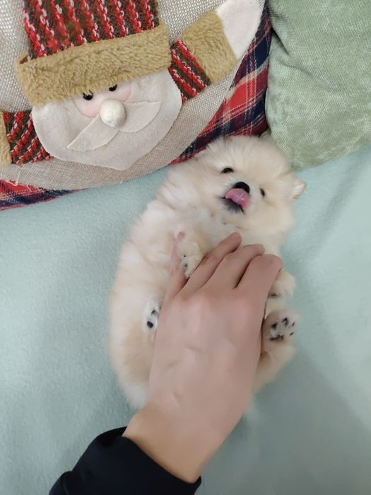 Померан момче  с първа ваксина