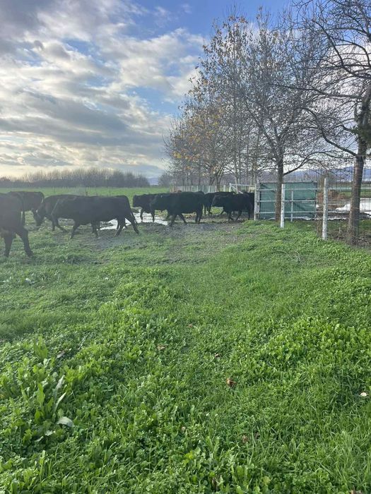 Продавам месодайни крави и телета