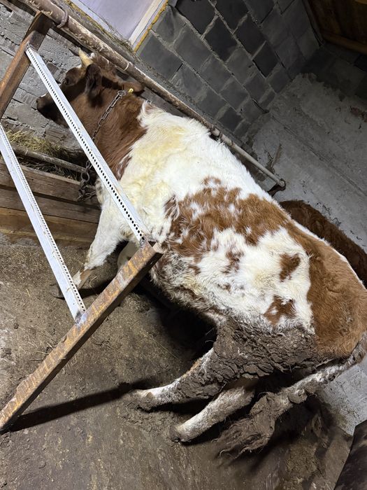 Телки На развод