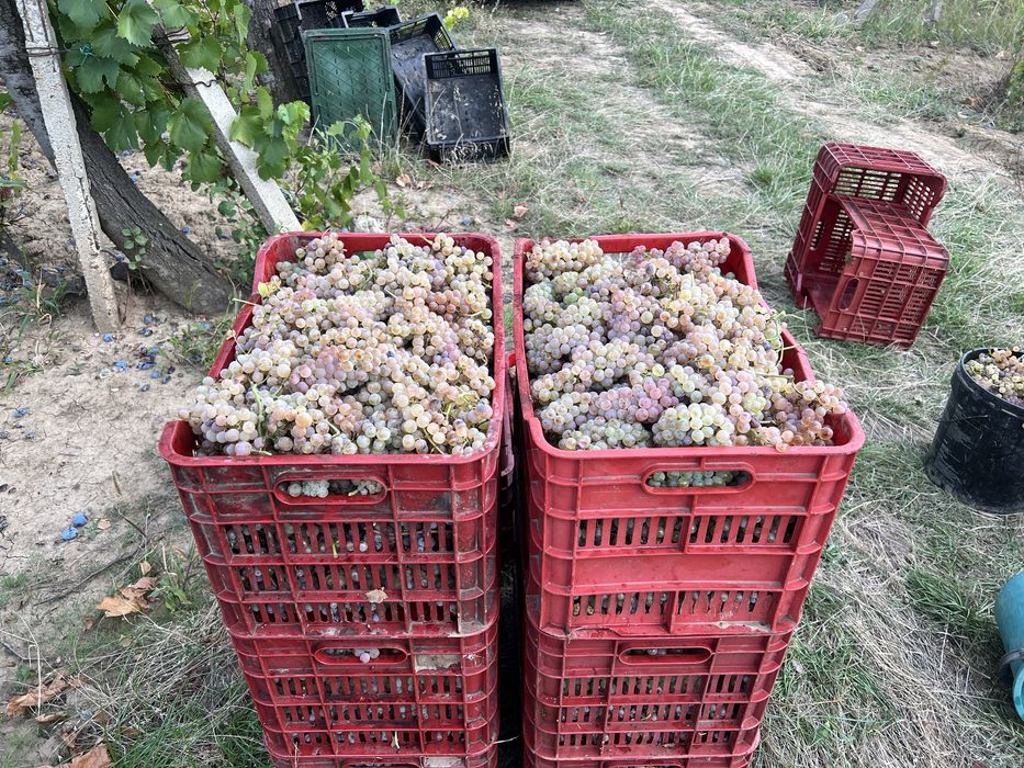 vand struguri de vin, must