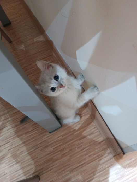 Британский котенок