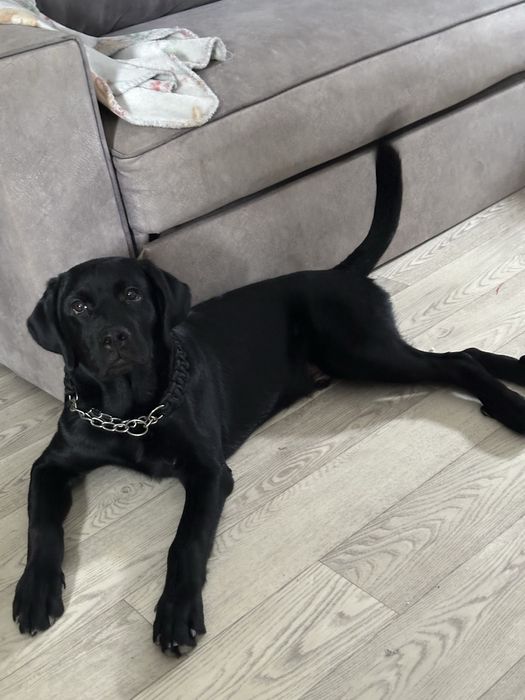 Лабрадор щенок в хорошие руки!