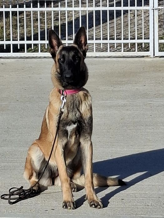 Dresaj canin Pitesti