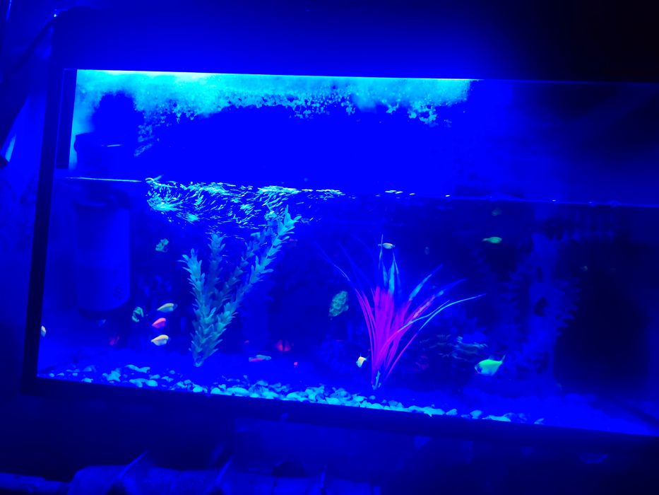 Akvarim ishidigi baliqlari bilan 20 ta baliqlari bilan kamplekt 700 mi