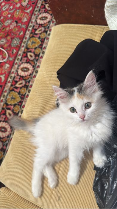 Бала мысық ақылды