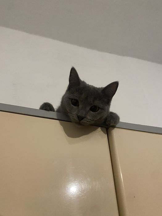 Отдам кошек в хорошие руки срочно