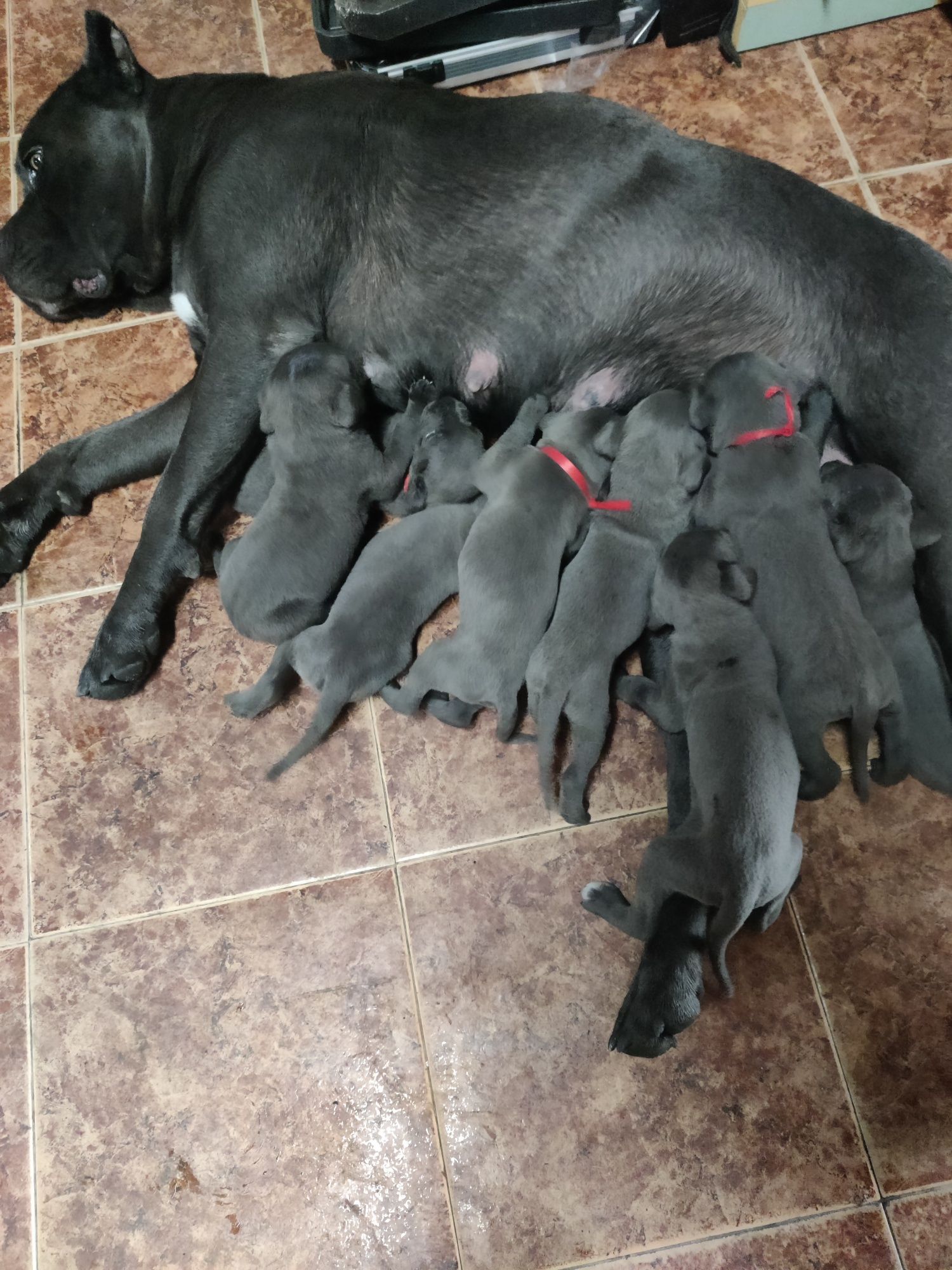Продавам малки кученца Кане Корсо..