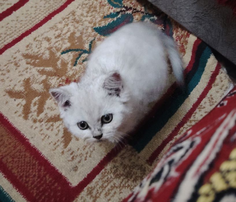 Продаётся котята серебристая шиншилла скотиш фолд и страйт