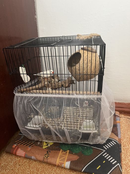 Продам амадин с клеткой