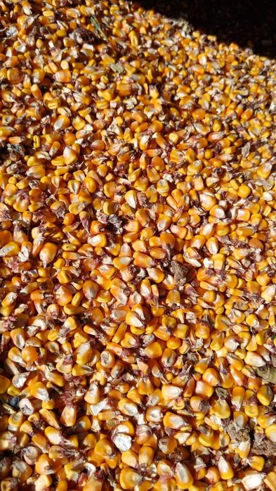 Porumb recent recoltat