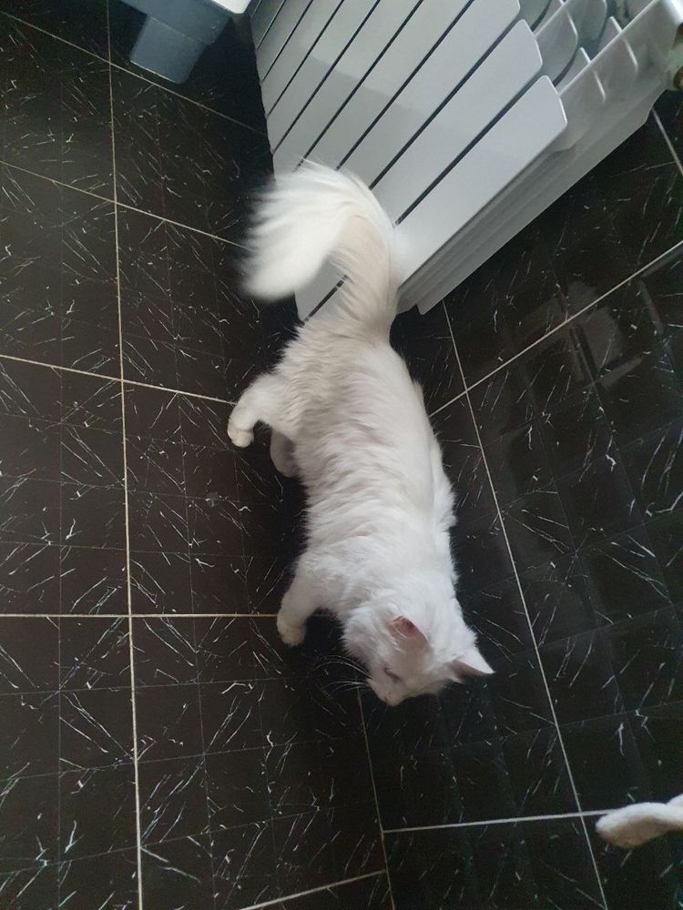 Turkish angora 4oylik Fargonadan qizbola