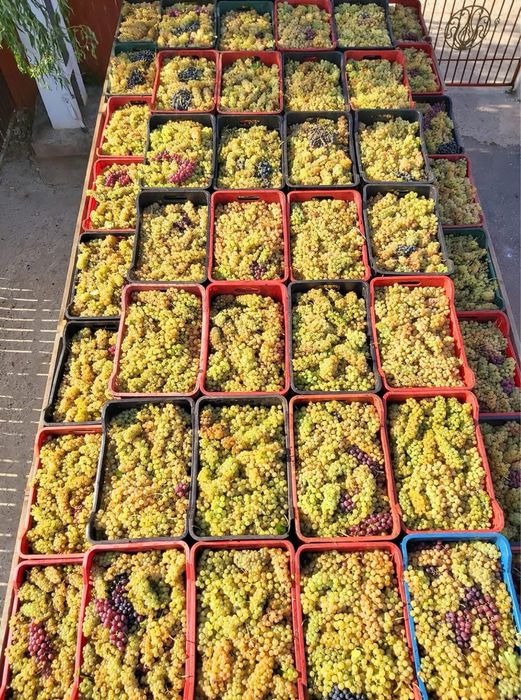 Struguri pentru vin