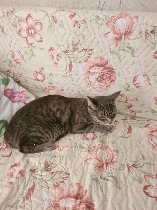 Отдам Кошку смесь с бенгальской