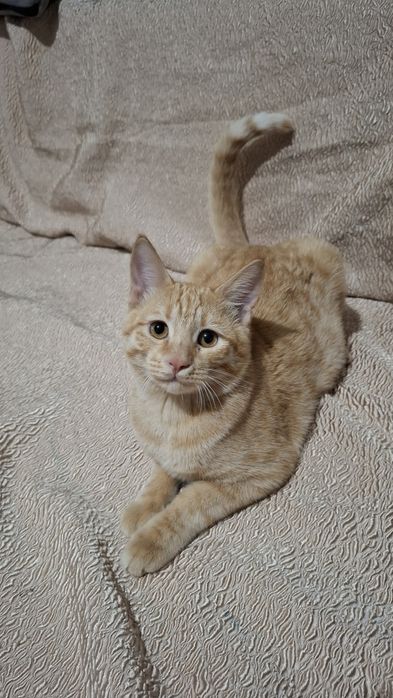 Котята в добрые руки !