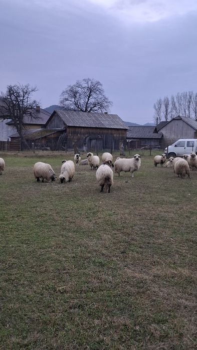 Vând 10 oi pe ales