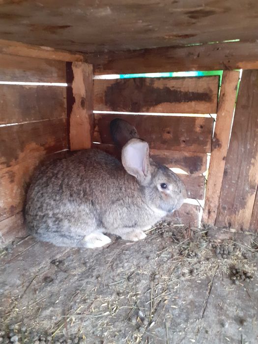 Мъжки млади зайци