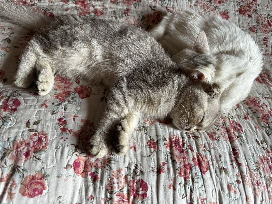 Продаётся кошка Пародистый