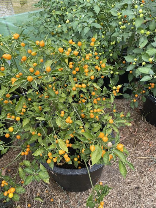 Aji Charapita, ardei iuti la ghiveci, seminte, fulgi de ardei