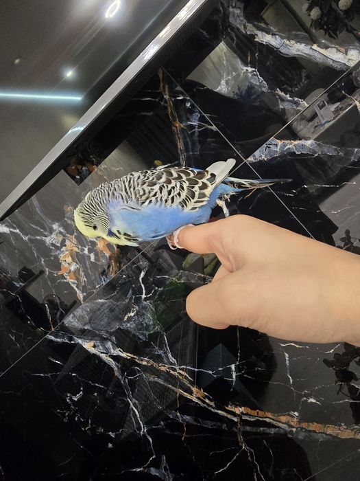 Волнистый попугай ручной