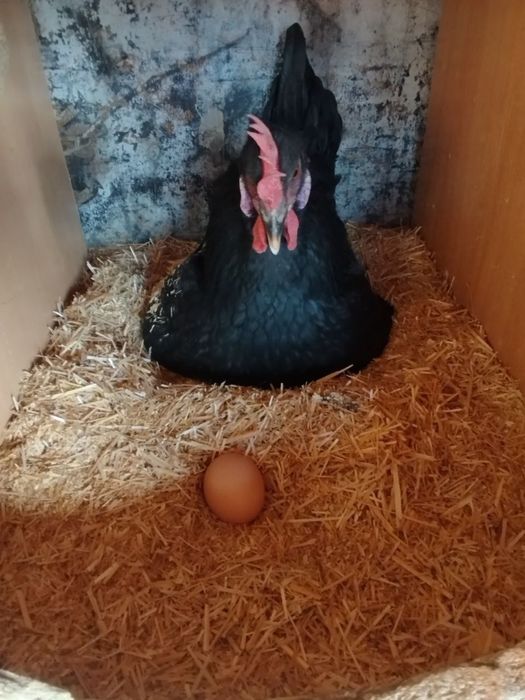 Андижон кора шахзода товуклари